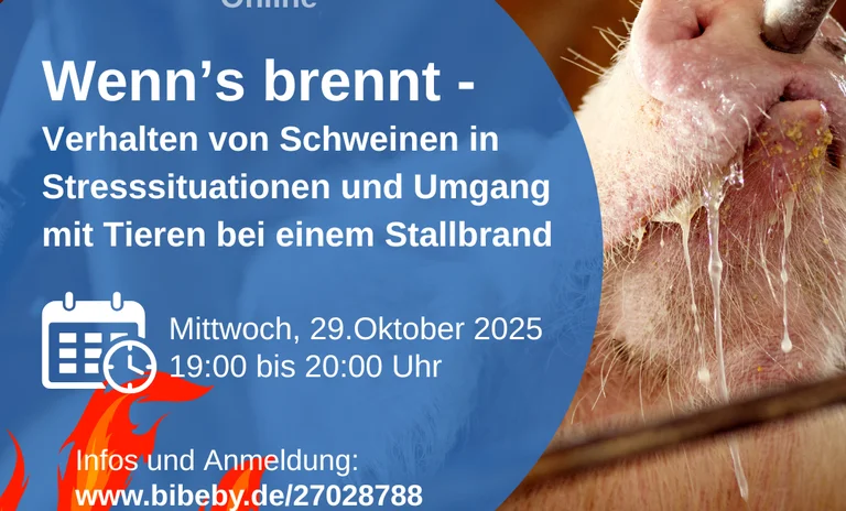 Brandschutz-Schweine.png